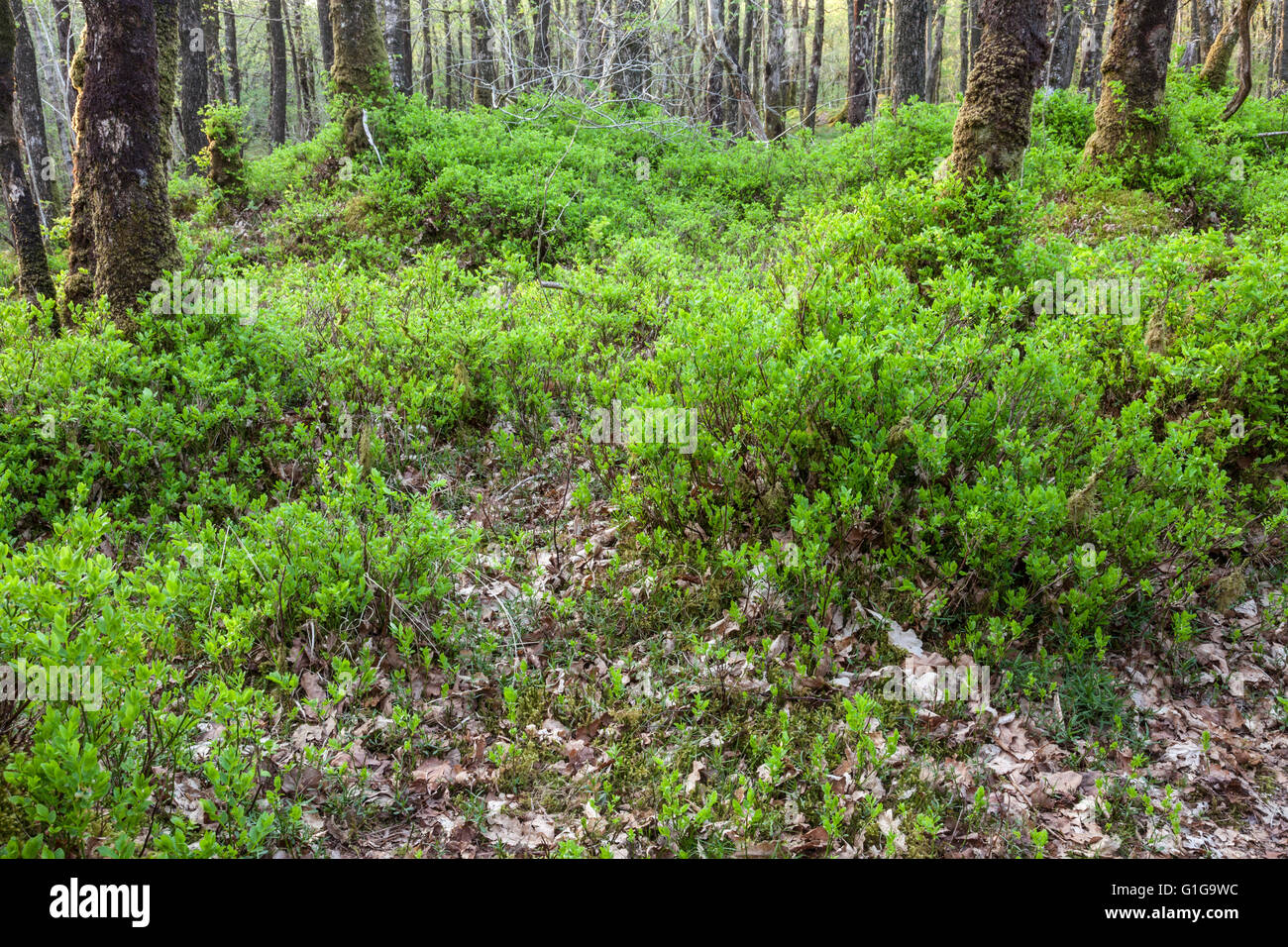 Bilberry / Blaeberry understorey at the RSPB Wood of Cree Nature Reserve, near Newton Stewart, Dumfries and Galloway, Scotland Stock Photo