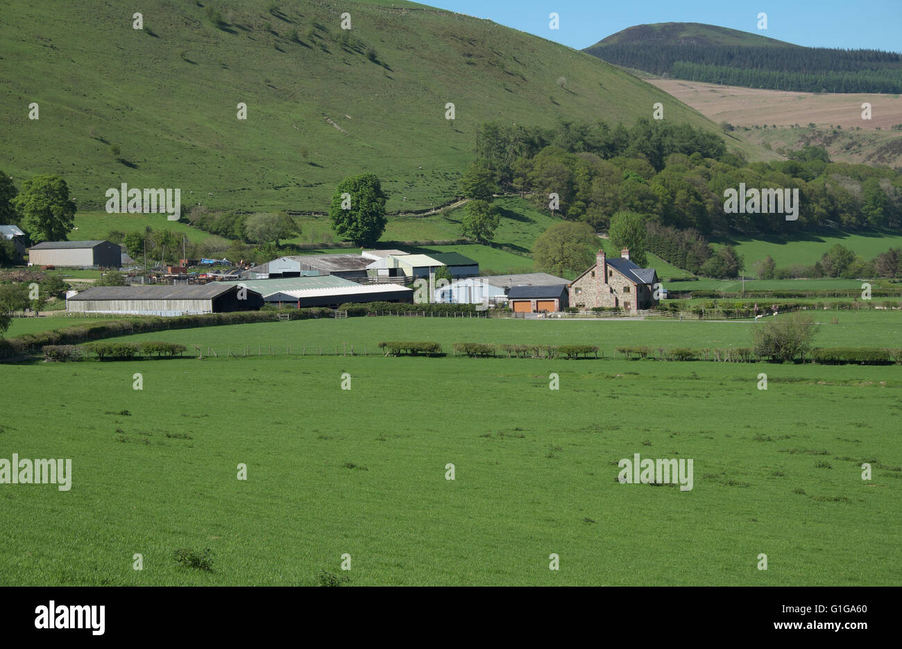 Farm in the Radnor Hills area of Radnorshire Powys Wales Stock Photo