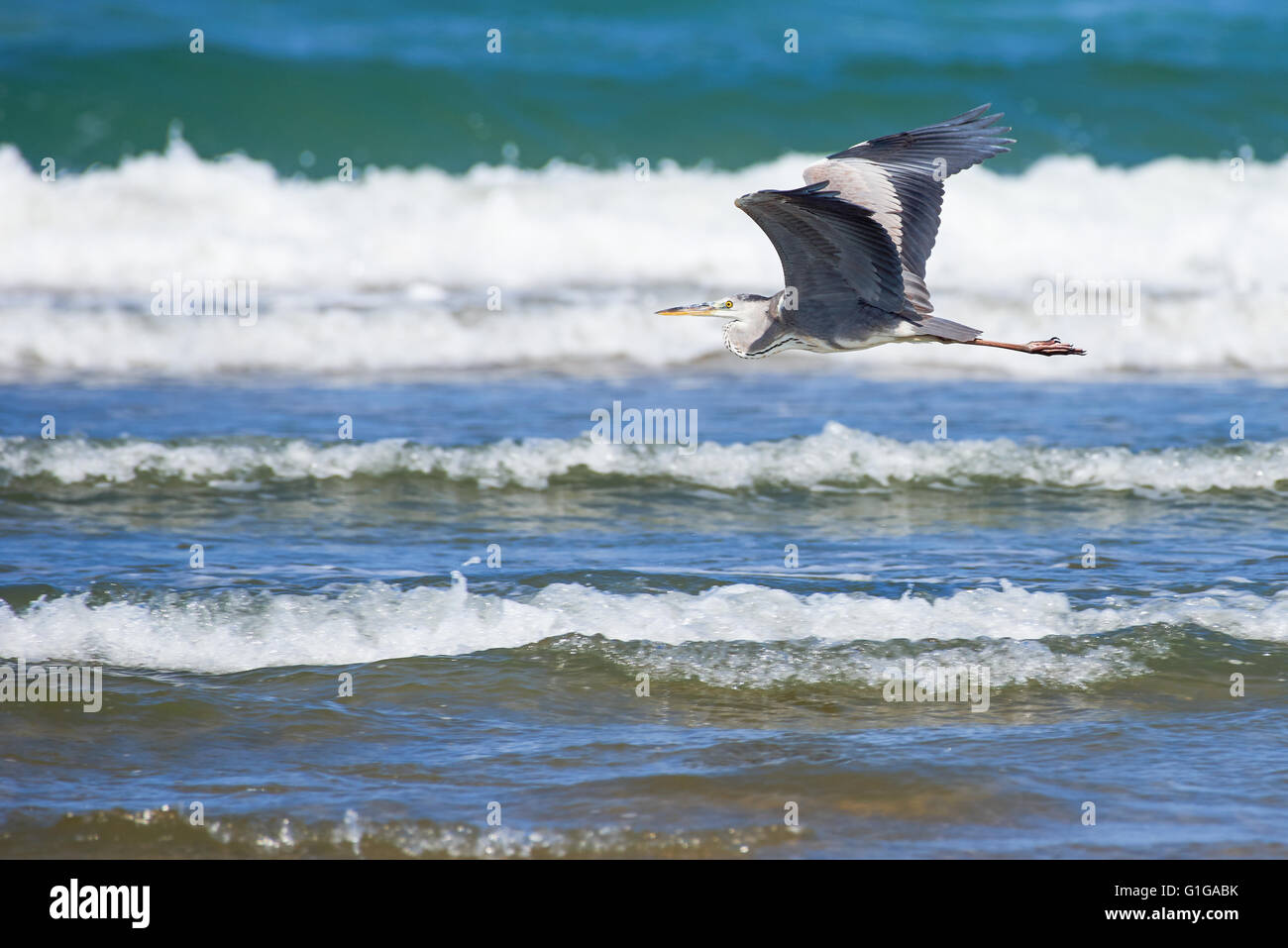 Black headed heron flying low over the waves Stock Photo