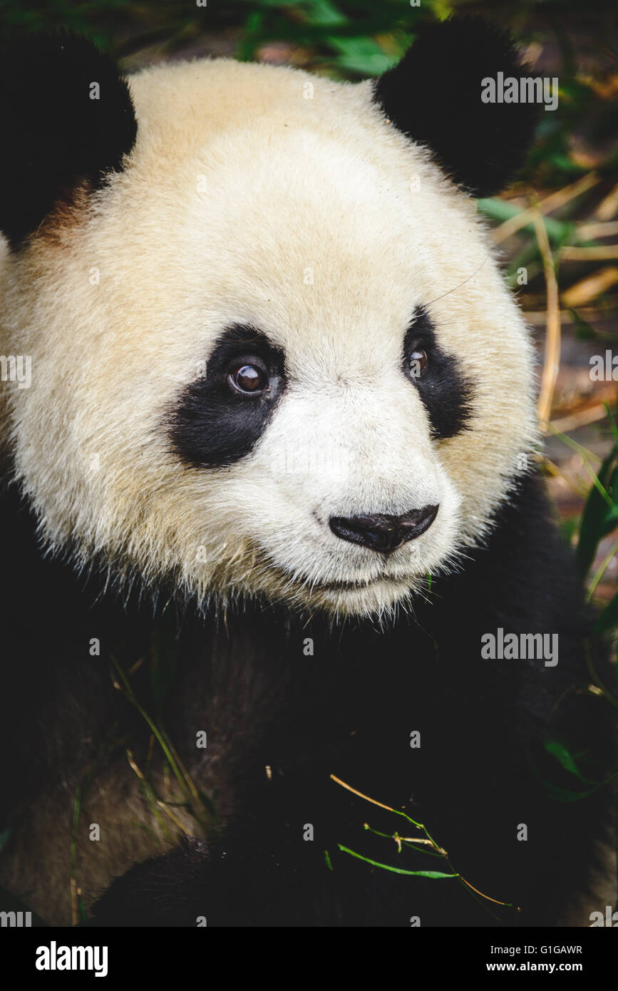The Giant Panda Breeding Center In Chengdu China Stock Photo Alamy