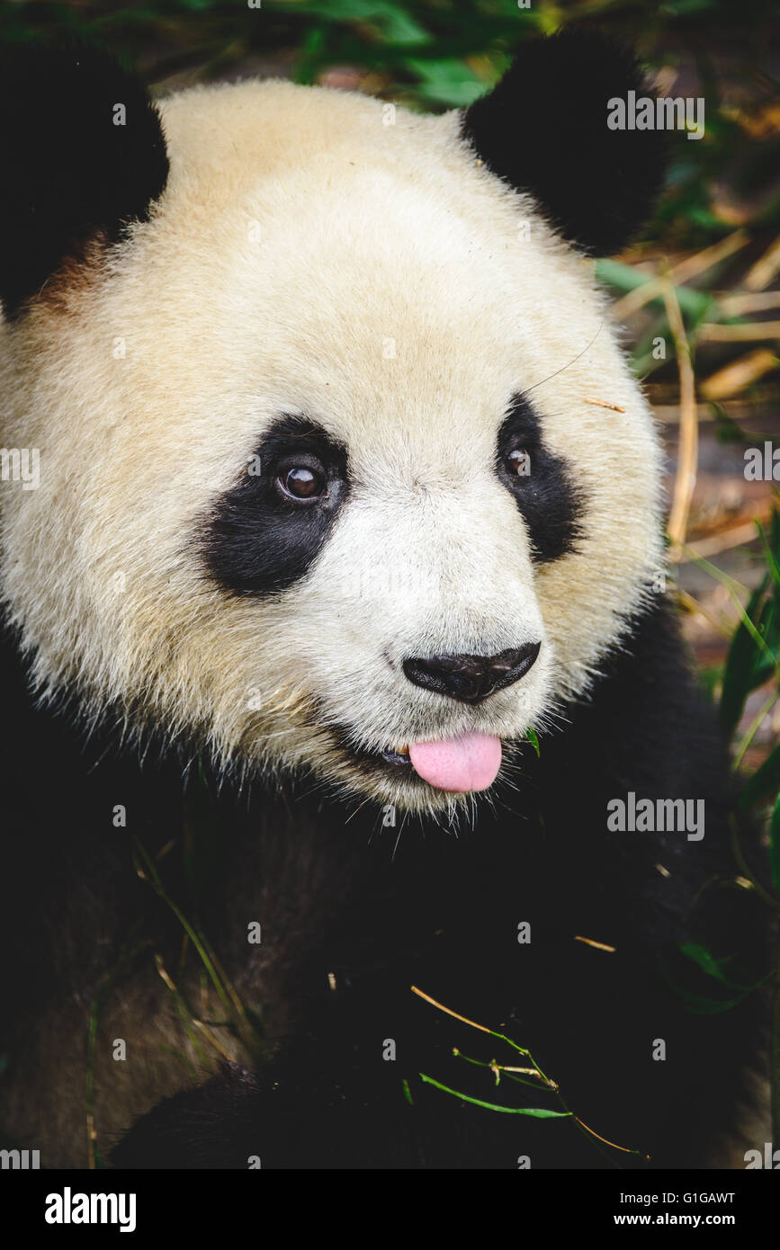 The giant panda breeding center in Chengdu, China Stock Photo