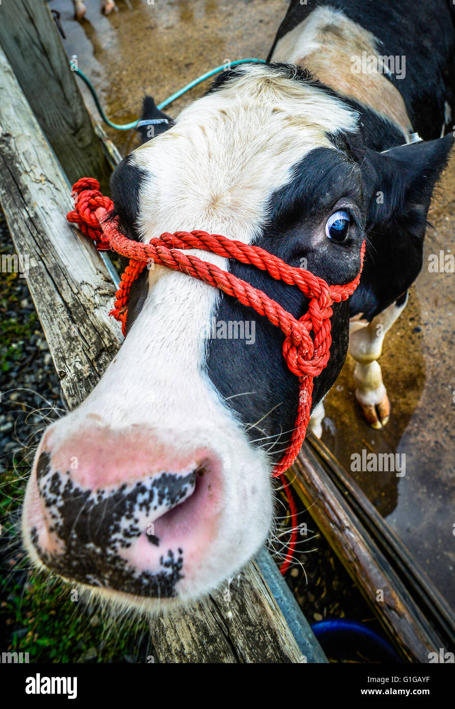 cow at country fair Stock Photo - Alamy