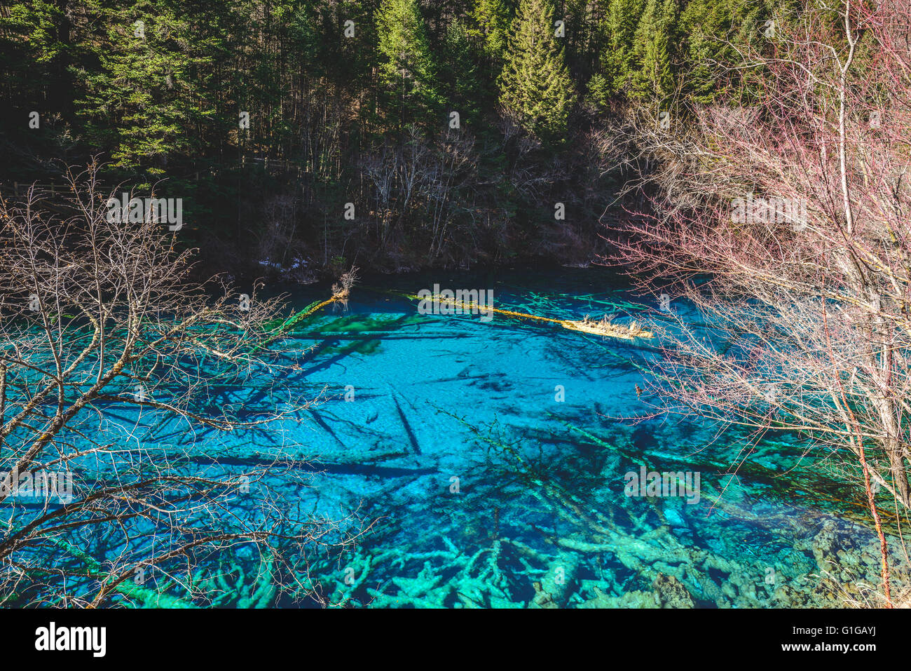 Peacock lake or 5 colour lake in Jiuzhaigou national park, China Stock Photo