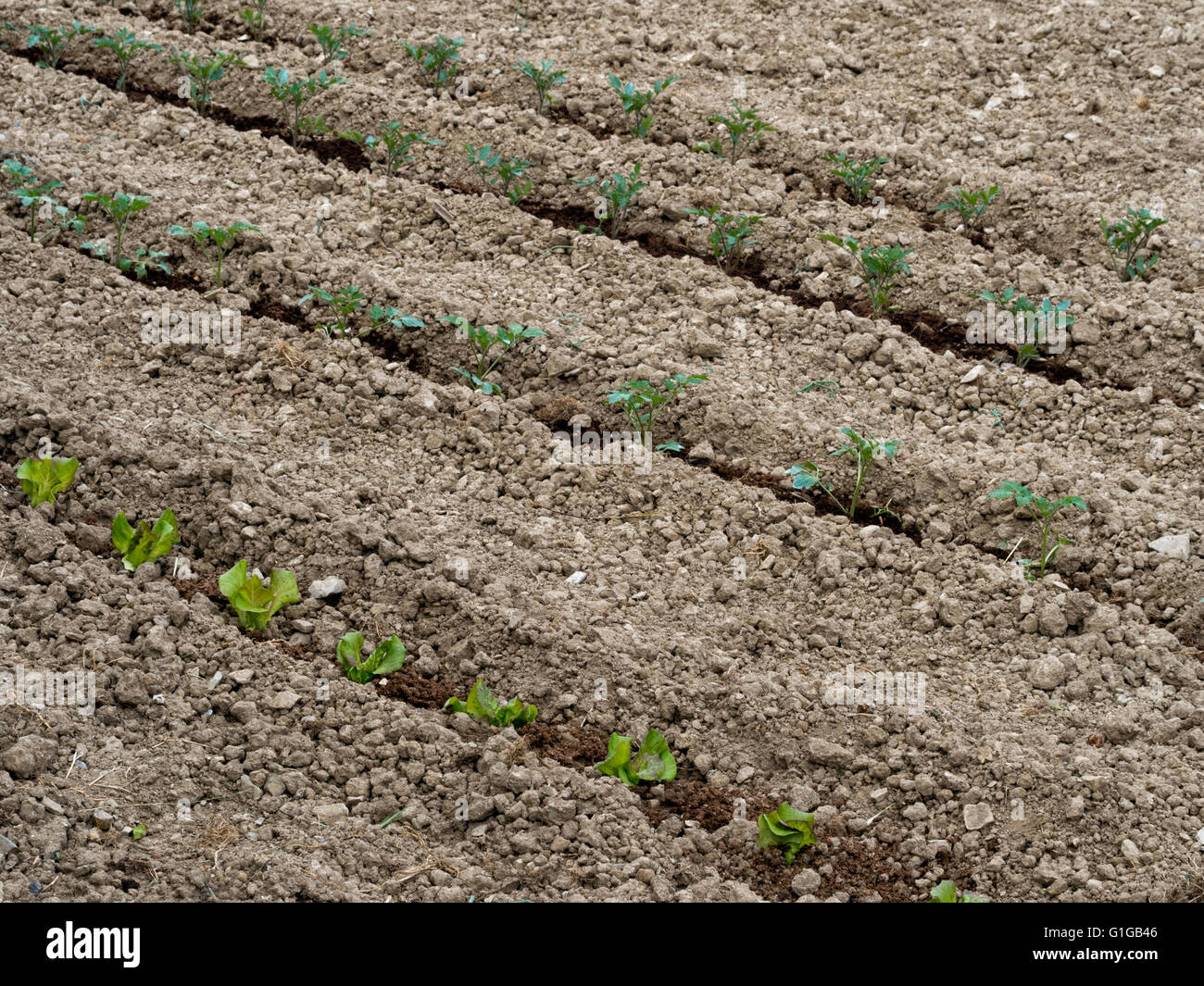Fine tilth, salad crops. Spring gardening Stock Photo