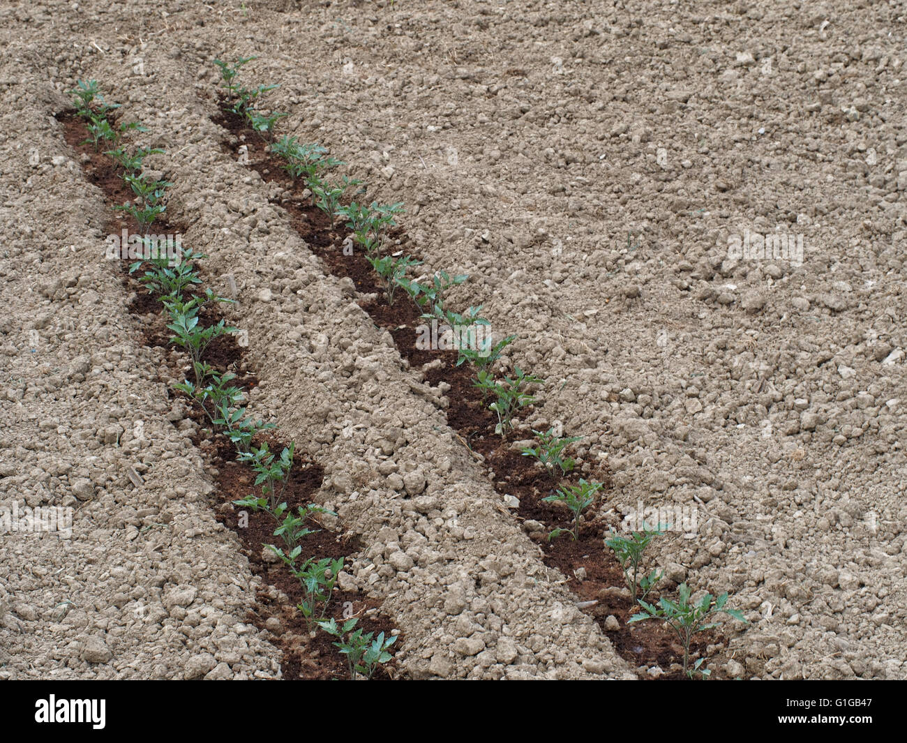 Spring gardening. Fine tilth, salad crops. Stock Photo