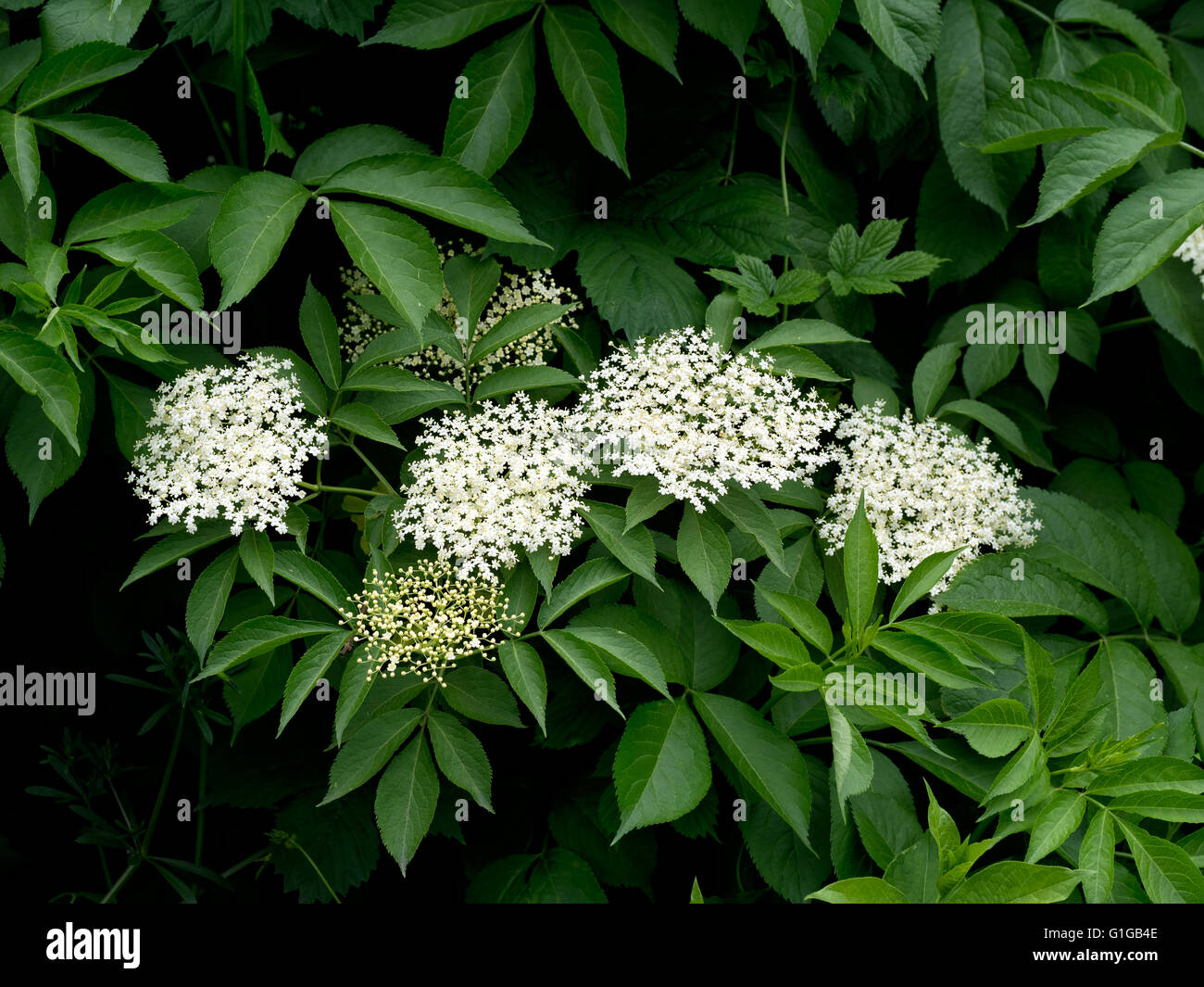 Eat flowers hires stock photography and images Alamy