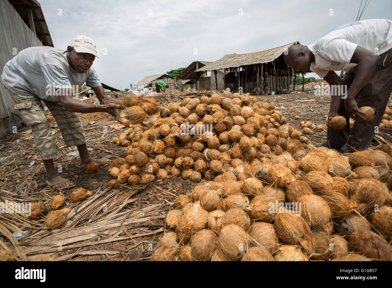Coconuts High Resolution Stock Photography and Images Alamy