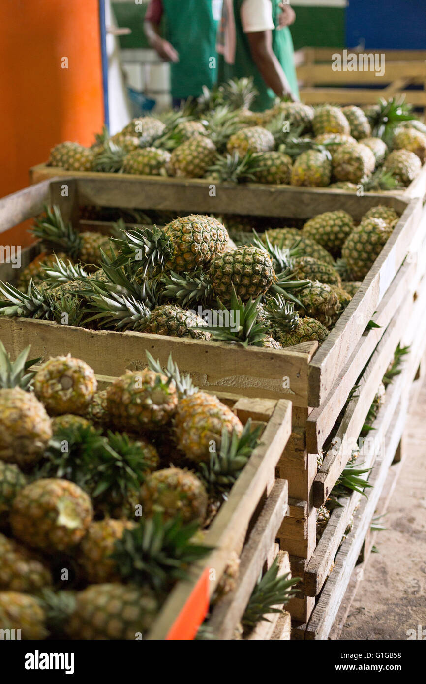 Fair trade pineapple processor / producer in Grand Bassam, Ivory Coast ...