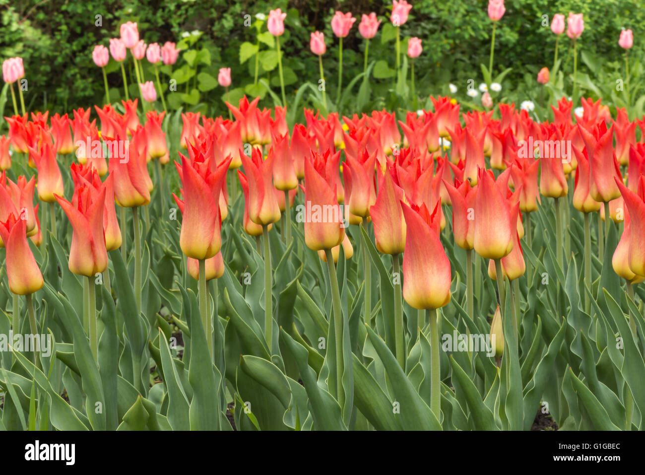 Tulips in the garden Stock Photo - Alamy