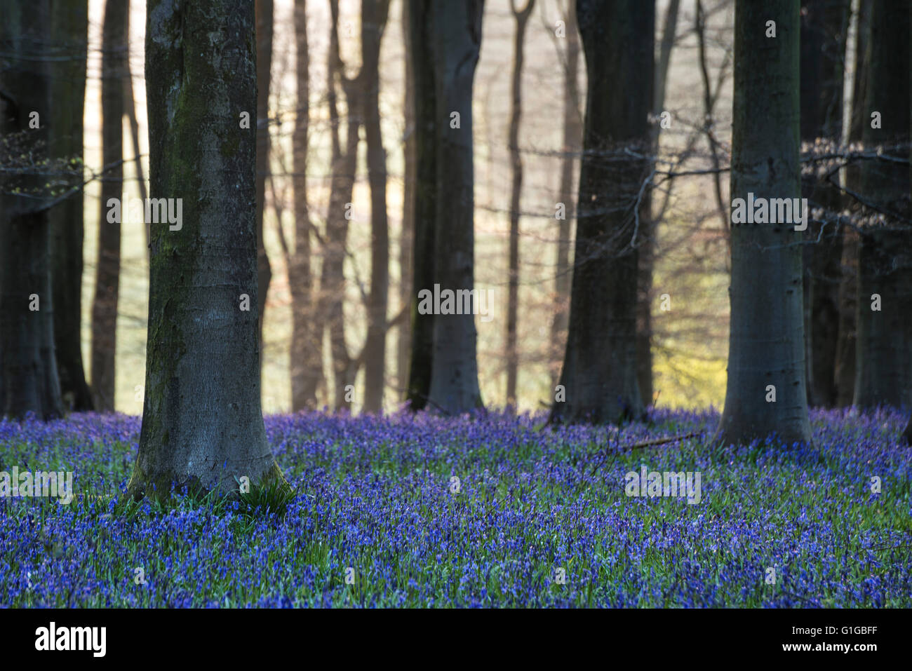 Beautiful landscape of bluebell forest in Spring in English countryside Stock Photo