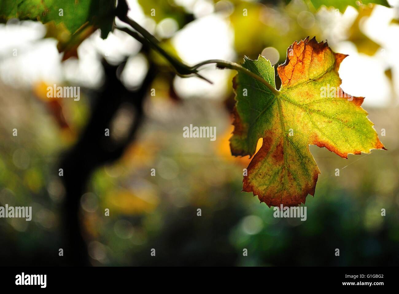 Vine leaf hi-res stock photography and images - Alamy