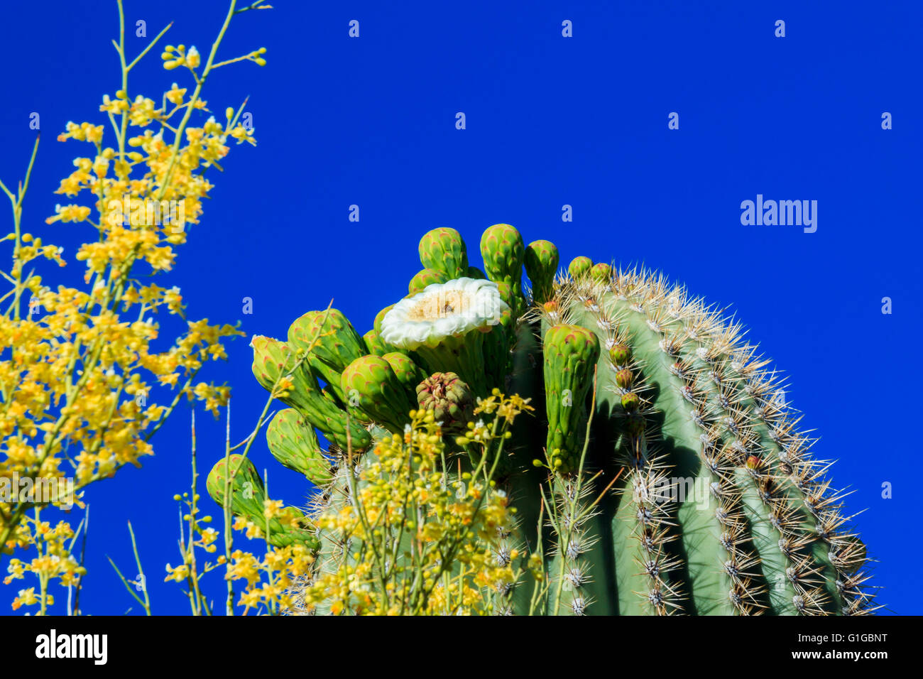 Saguaro Cactus in Bloom Arizona Stock Photo - Alamy