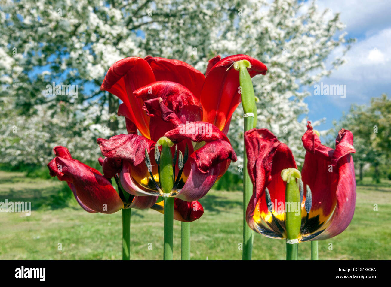 Spring flower garden Fading tulips  Red tulips flowers Stock Photo