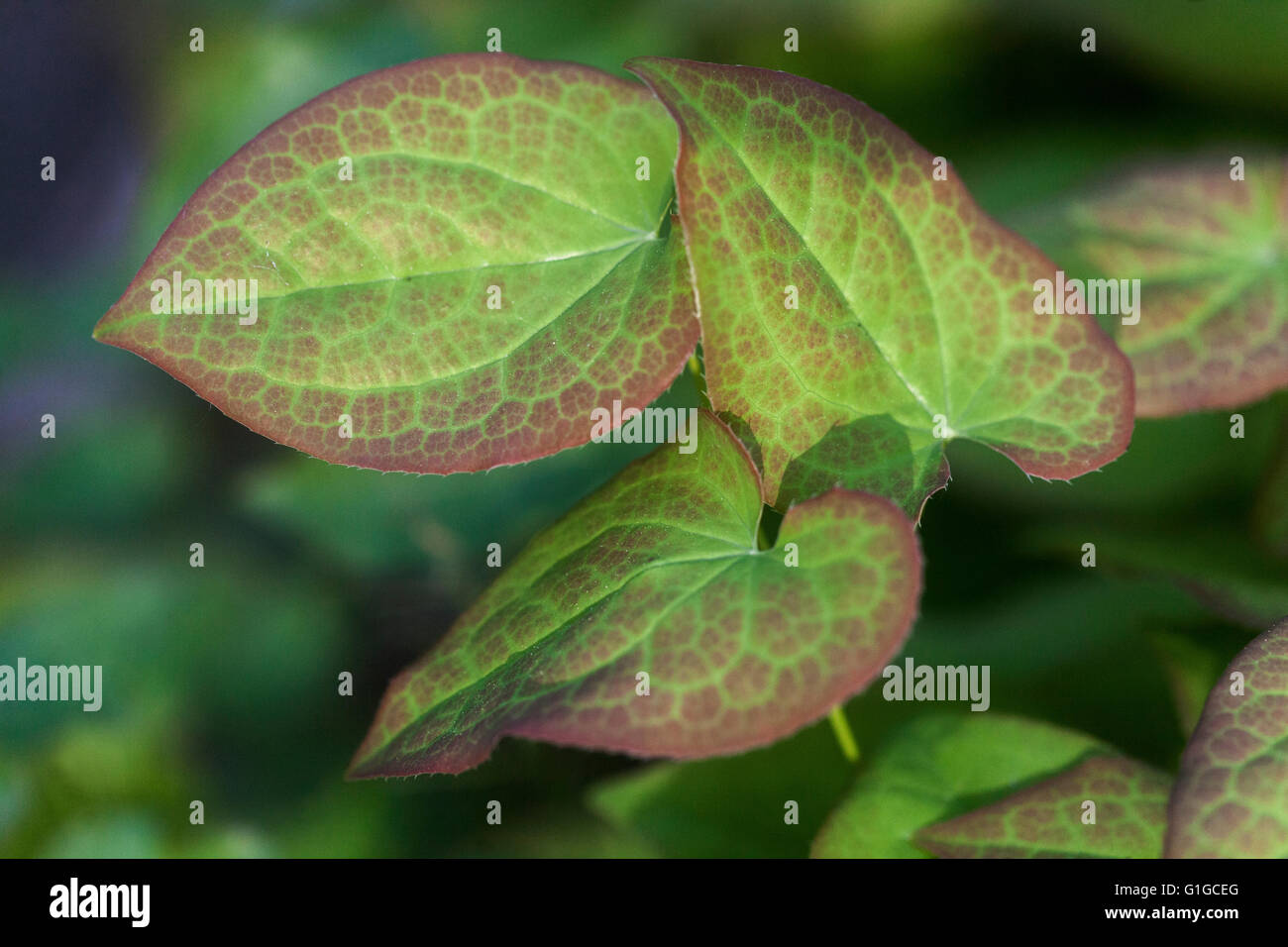 Epimedium leaves in early spring Stock Photo