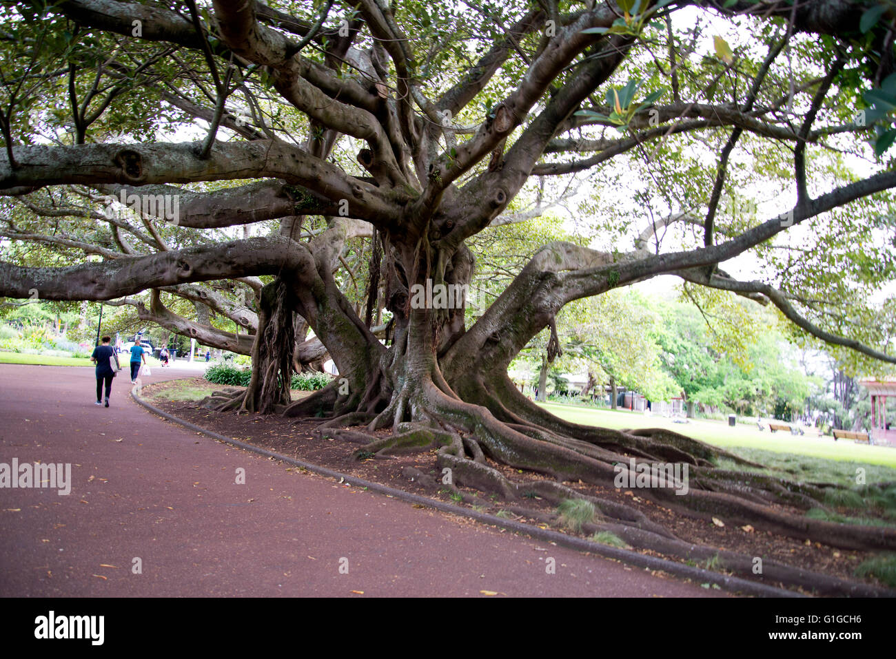 Tree with thick twisted branches and massive roots in Albert Park, Auckland, New Zealand. Stock Photo