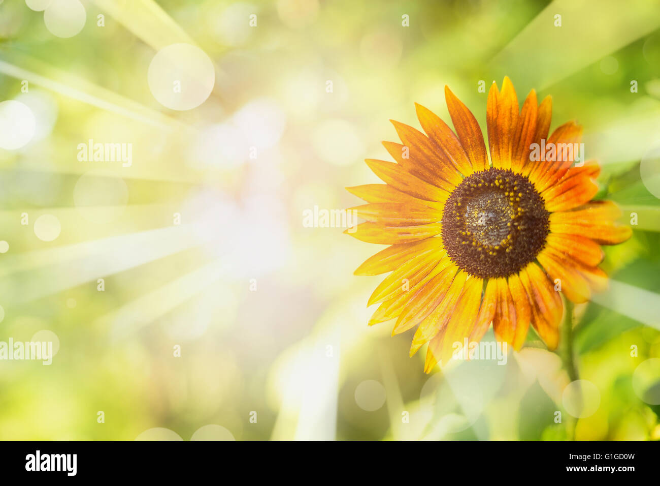 Blue sky sunflower sun rays hi-res stock photography and images - Alamy