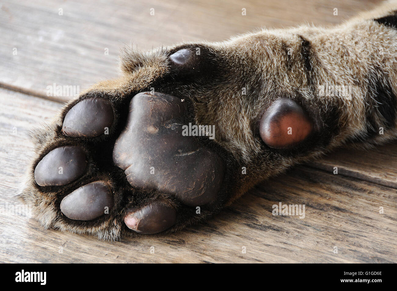 Tiger Paw High Resolution Stock Photography and Images - Alamy