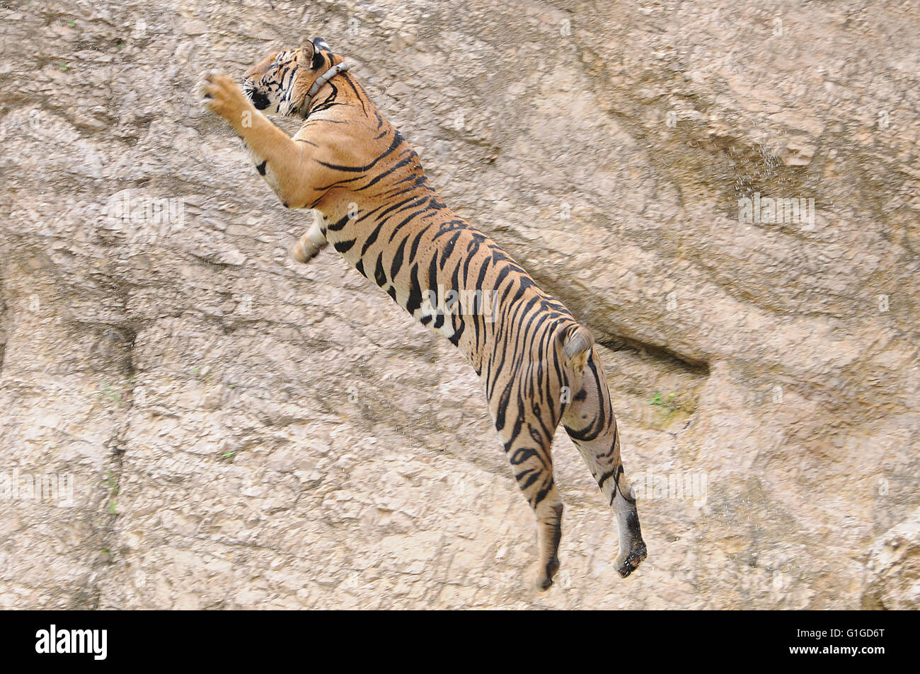 Tiger jumps into the water, Wat Pa Luangta Maha Bua, Thailand Stock Photo