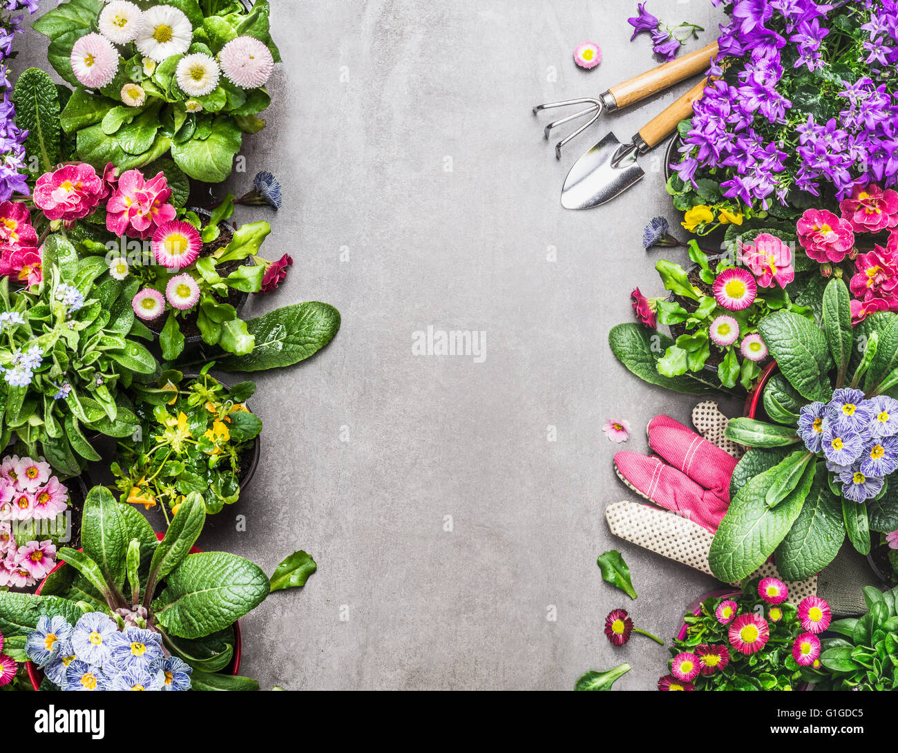 Garden tools and pink work gloves with colorful summer flowers on gray stone concrete background, top view, frame Stock Photo