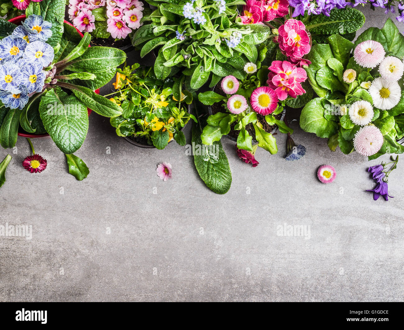 Various summer garden flowers in pots on gray stone concrete background, top view. Gardening or flowers decoration concept Stock Photo