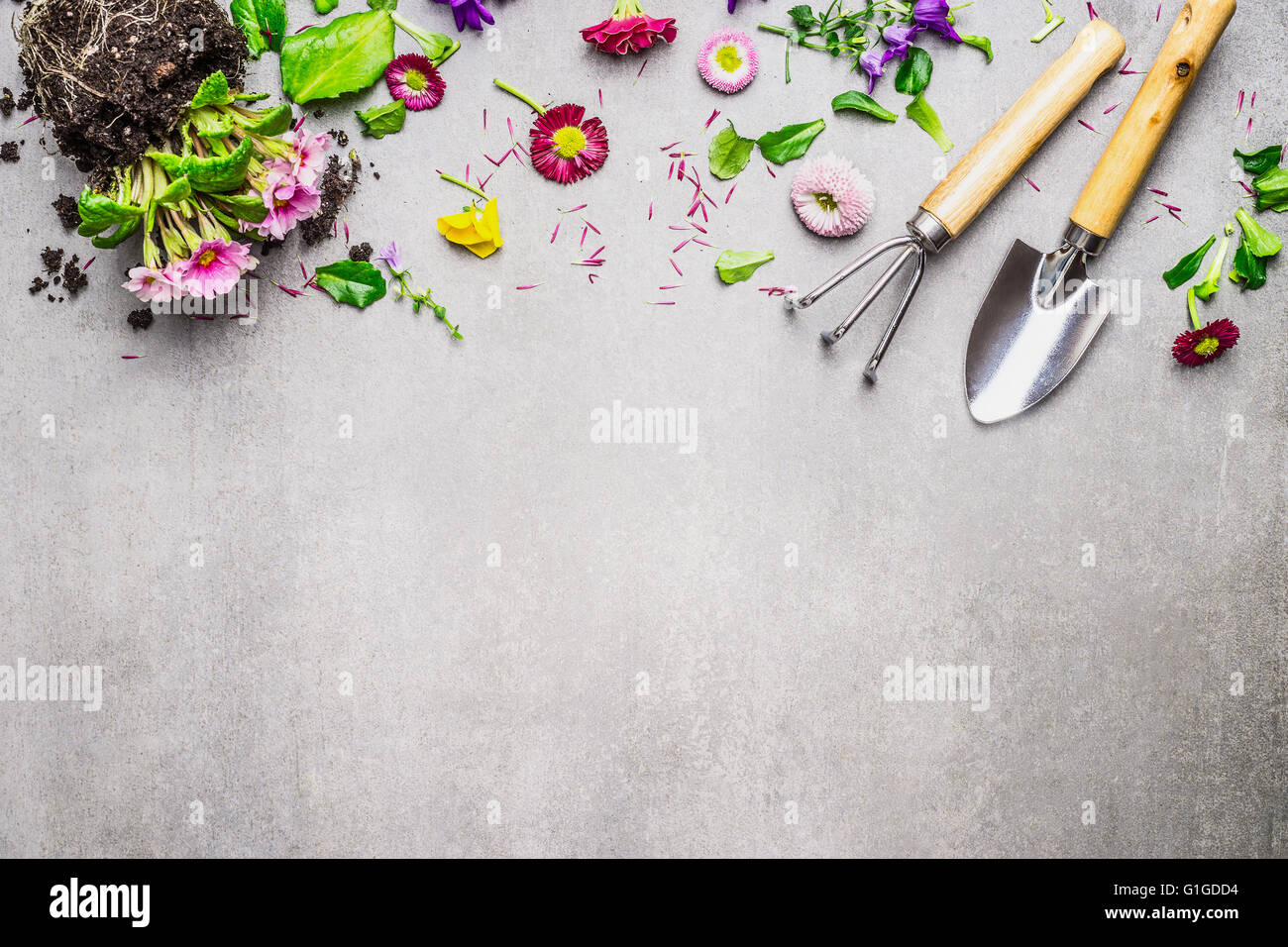 Gardening border with various flowers plant and garden tools on gray stone background, top view, place for text Stock Photo