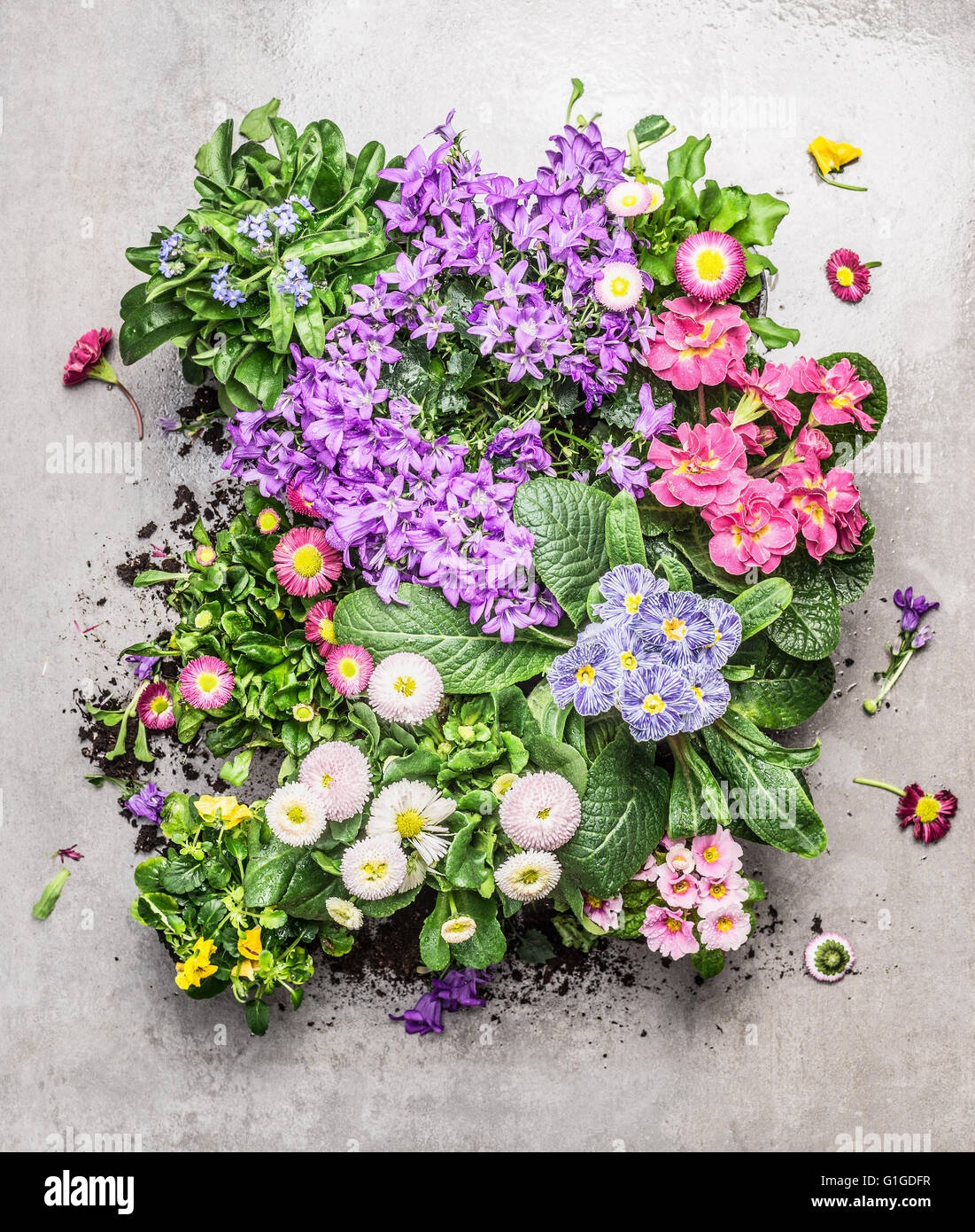Various flowers in pots for summer gardening on gray stone background, top view composing Stock Photo