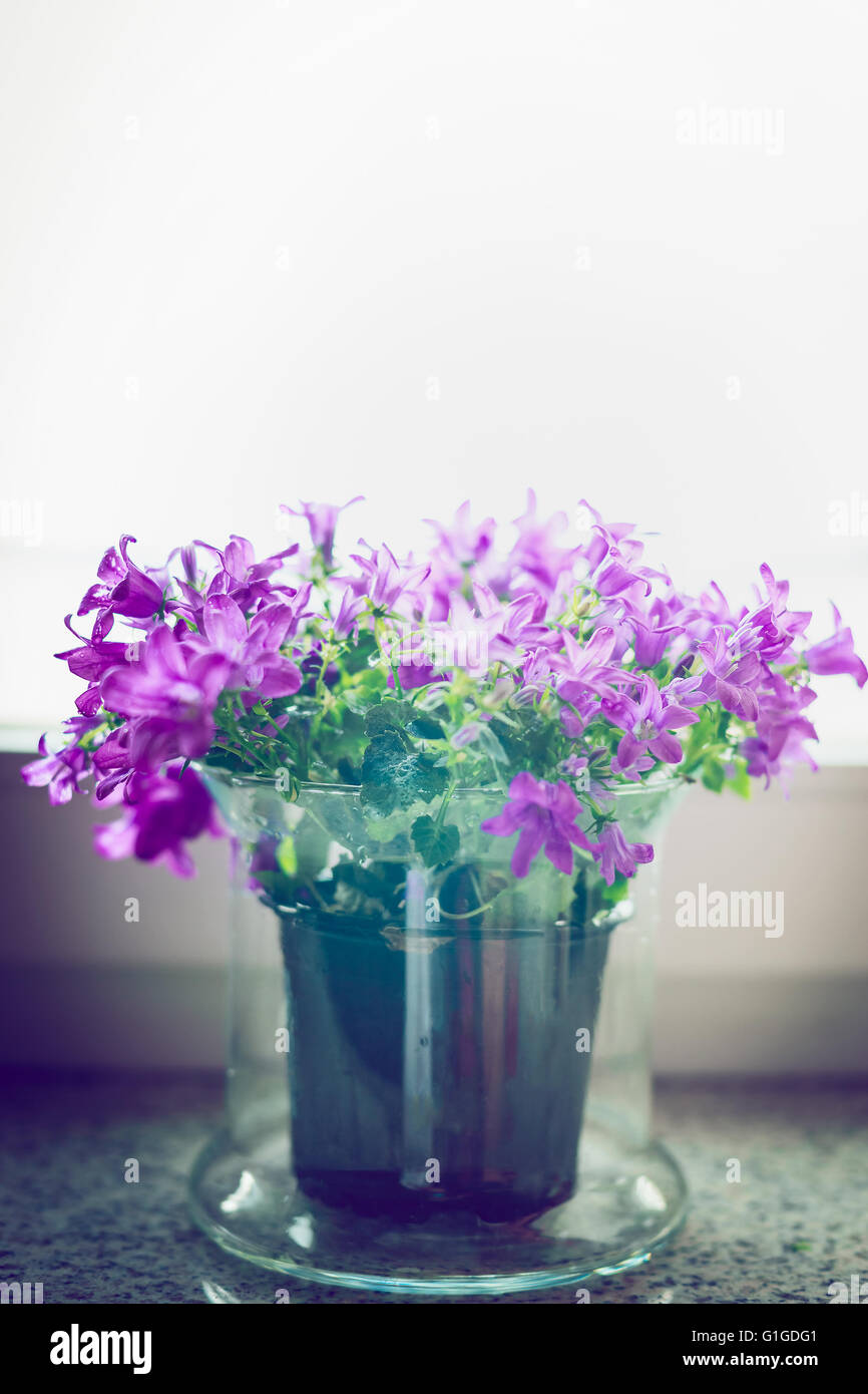 Pretty bell flowers in glass pot on windowsill. Home decoration Stock Photo