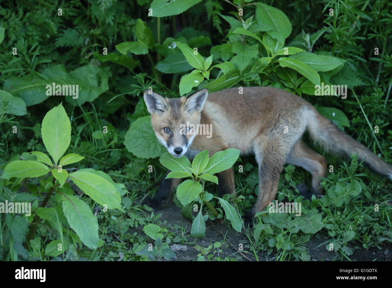 Image of a fox cub walking among wild plants in South Dublin in May 2016 Stock Photo