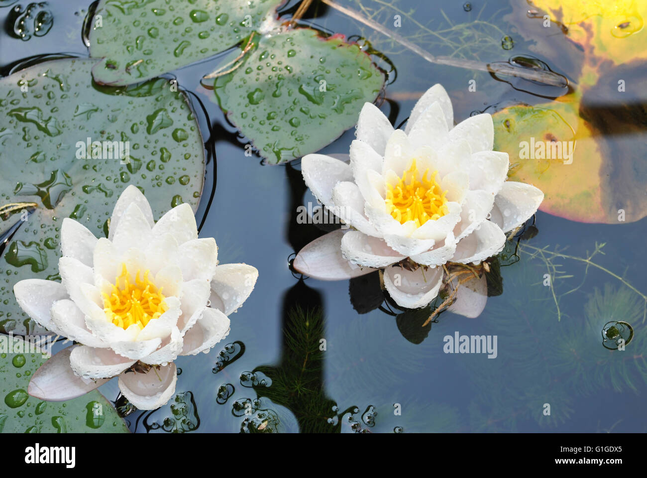 Water lilies Latin name Nymphaea lutea flowers Stock Photo