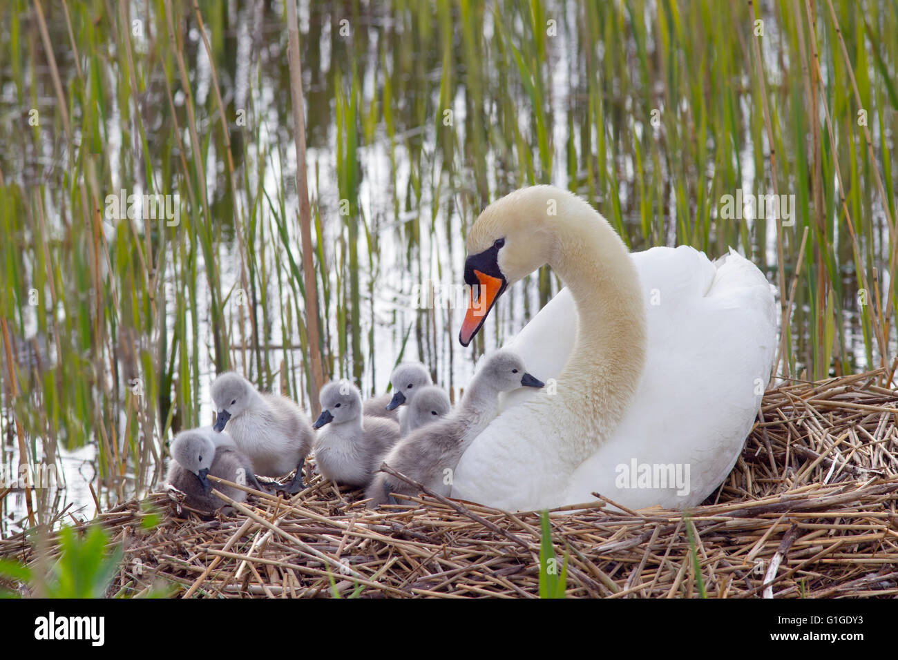 Mute Swan Cygnus olar on the nest with newly hatched Cygnets Stock Photo