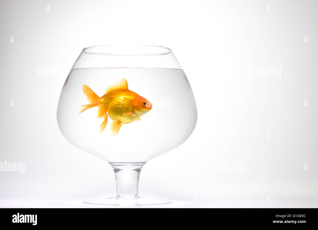 Image showcasing Goldfish in aquarium isolated on white background Stock Photo - Alamy