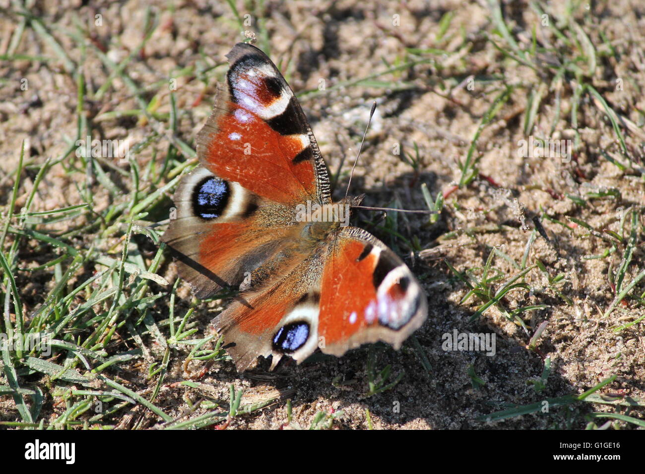orange with fake eyes on wings butterfly sit on grass under spring sun Stock Photo
