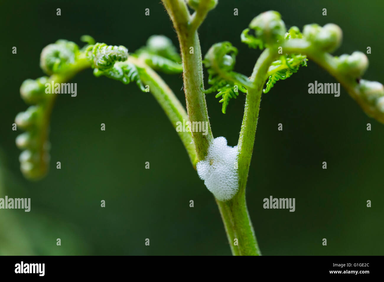 Foam bubbles hires stock photography and images Alamy