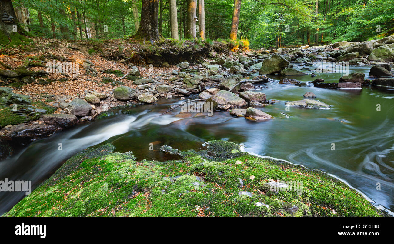 A small mountain stream in the High Fens, Ardennes, Belgium running between green moss covered rocks with warm evening light. Stock Photo