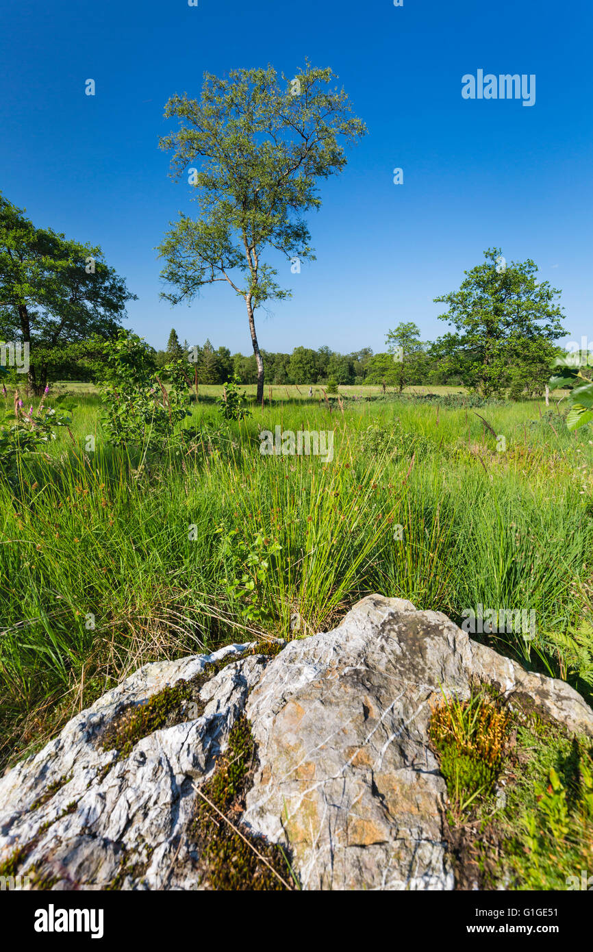 Wide green bog landscape with with a rock in the foreground in the High ...