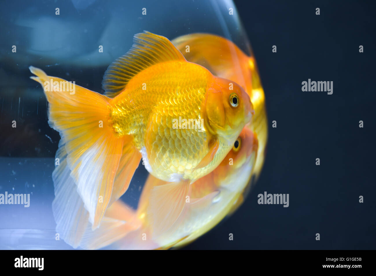 Goldfish In Fish Tank Beautiful Black Background And Artificial Reef Stock  Photo, Picture and Royalty Free Image. Image 94737055.