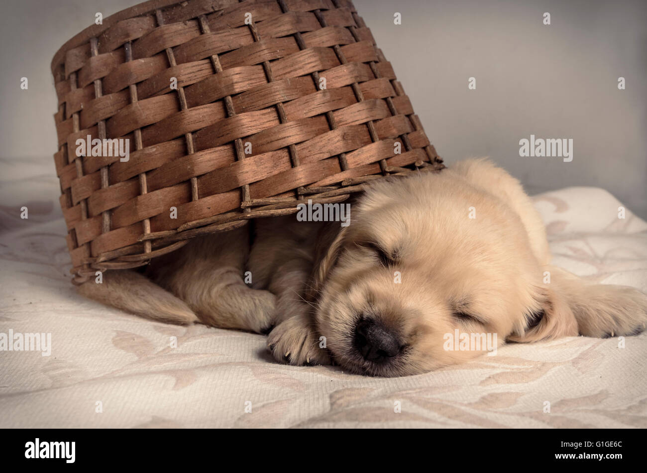 Sleeping puppy on a bed inside a basket, Labrador Retriever. Stock Photo