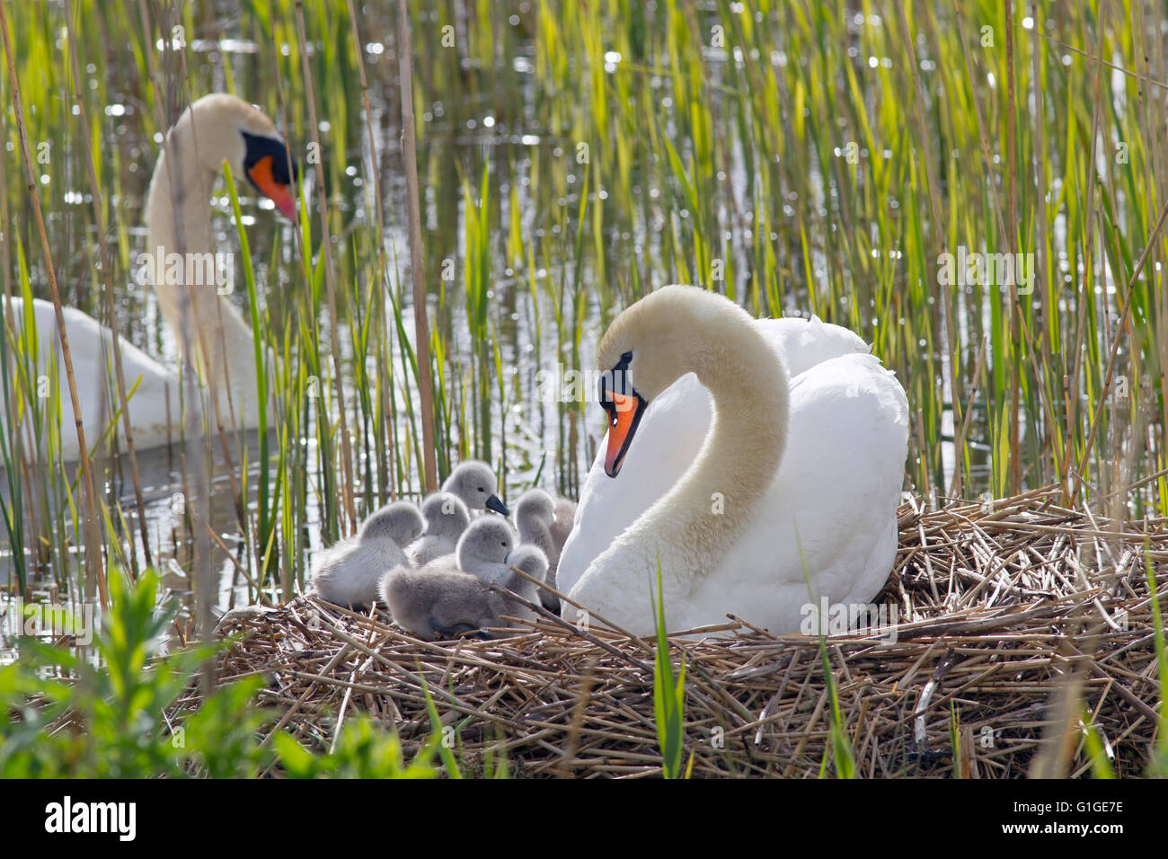 Mute Swan Cygnus olar on the nest with newly hatched Cygnets Stock Photo