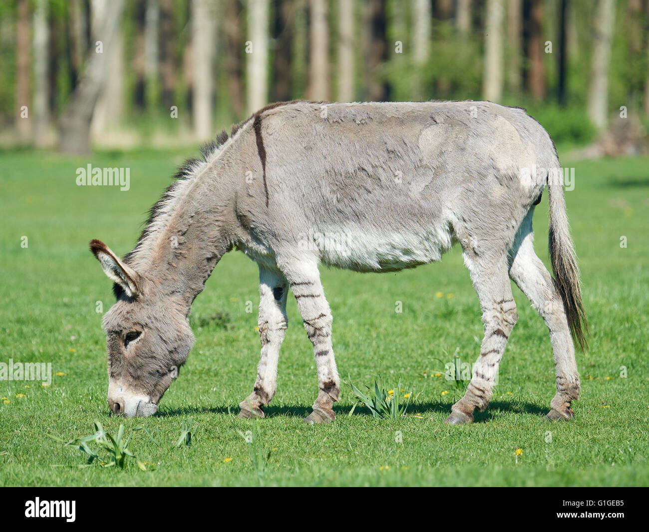 Donkey eating grass with vegetation in the background Stock Photo Alamy