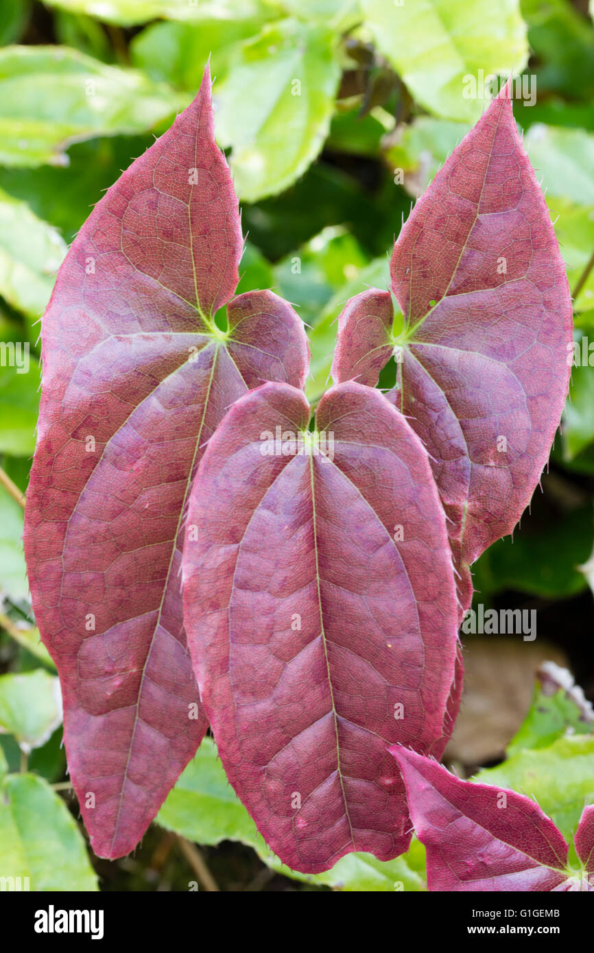 Spring foliage of the evergreen perennial, Epimedium wushanense Stock Photo