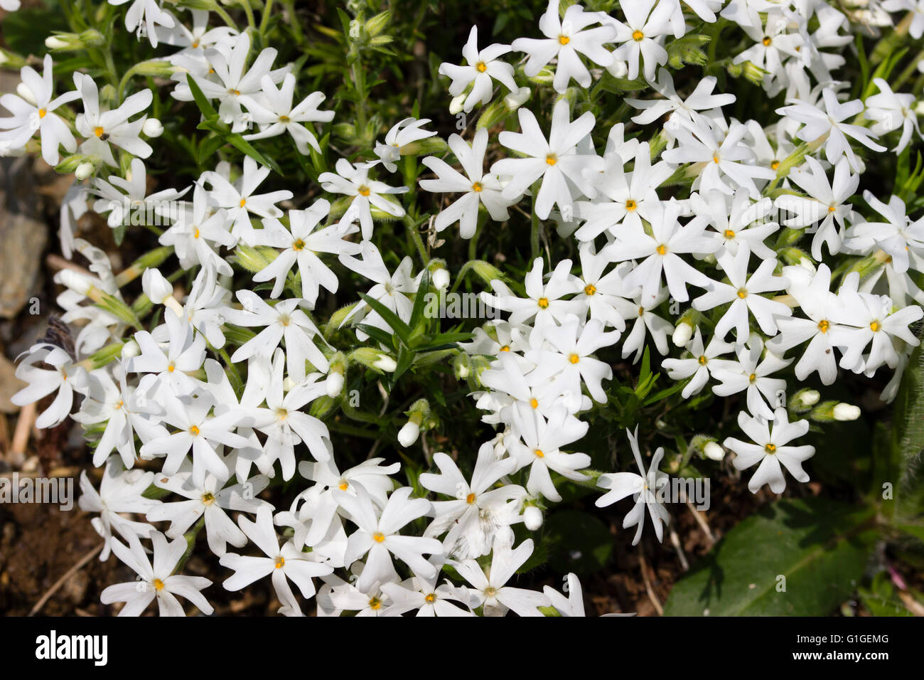 5 petalled white flowers adorn the creeping stems of the moss phlox, Phlox subulata 'Snowflake' Stock Photo