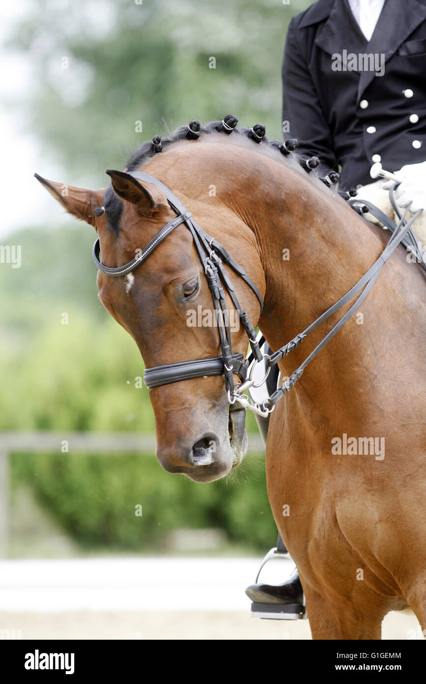Braided mane for dressage sport horse during a dressage training