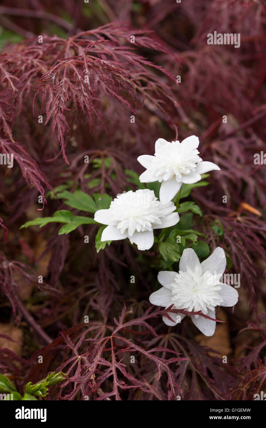Double white wood anemone, Anemone nemorosa 'Vestal', emerges through a