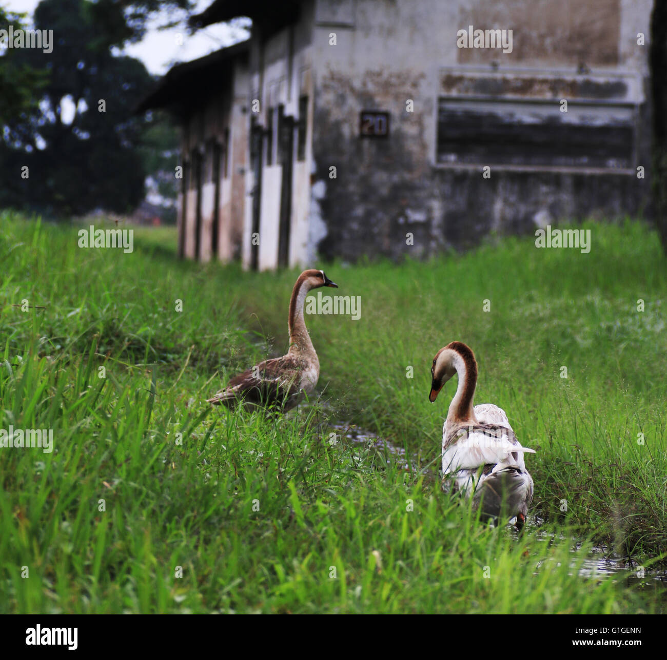 natural life Stock Photo Alamy