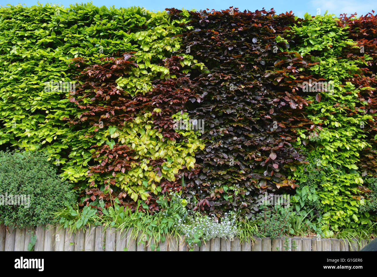 Beech hedge,  Fagus sylvatica. Copper Beech or Purple Beech, Fagus sylvatica 'Purpurea' Stock Photo