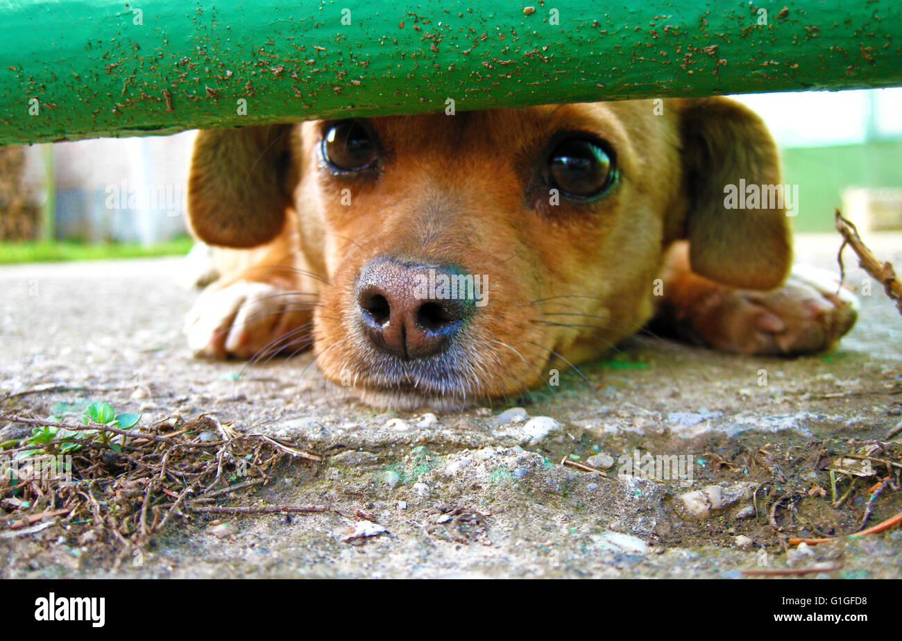 Why Do Dogs Nose Run