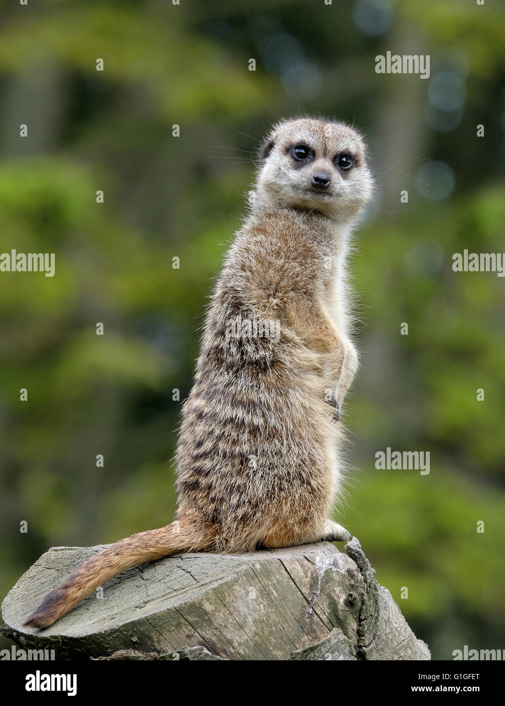 Meerkat on a high log as lookout for the group Stock Photo