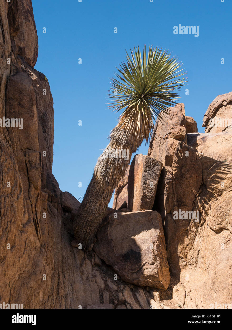 Soaptree Yucca (Yucca elata), Balanced Rock, Grapevine Hills Trail, Big Bend National Park, Texas. Stock Photo