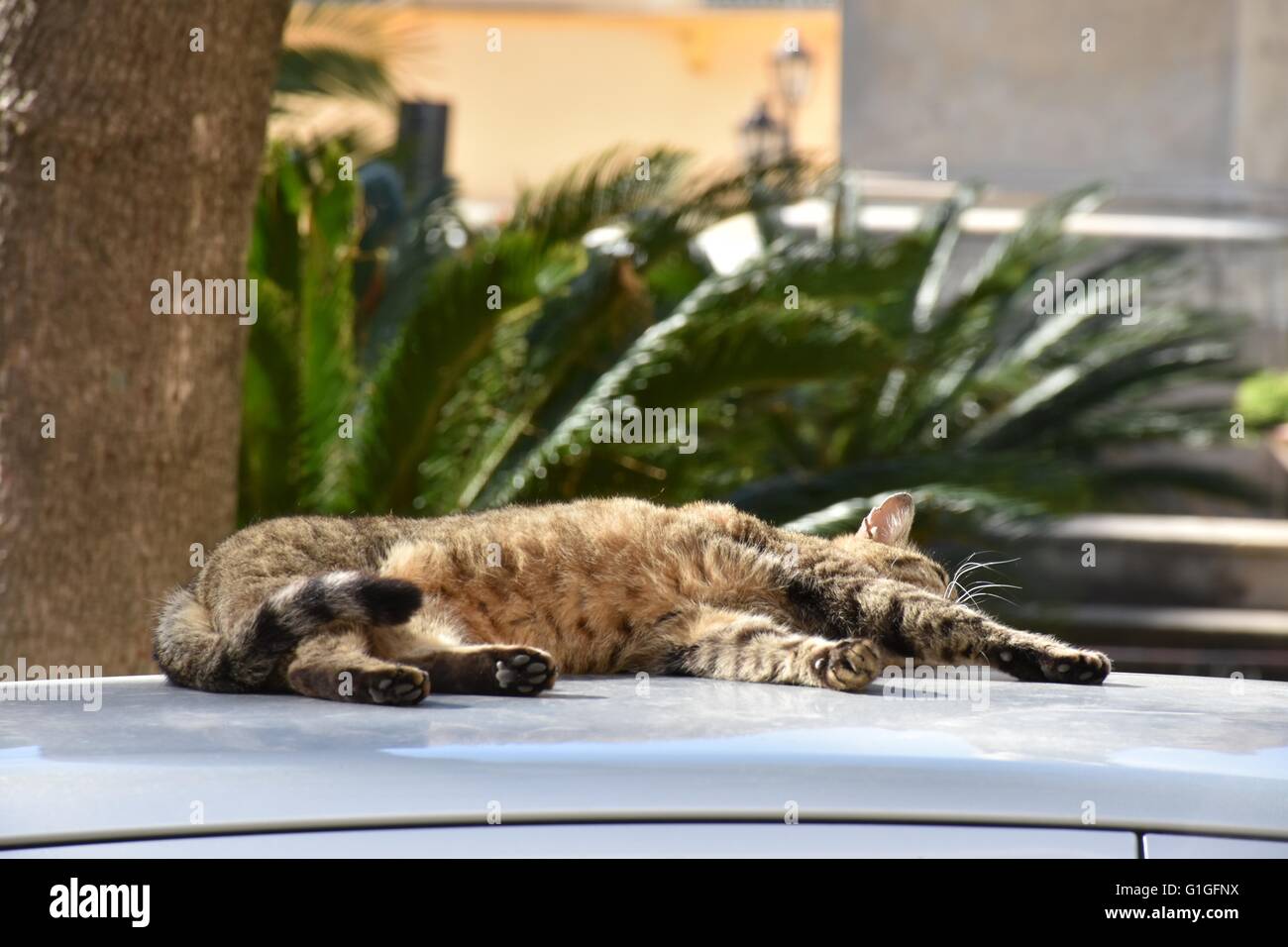A cat relaxing on the top of a car Stock Photo Alamy
