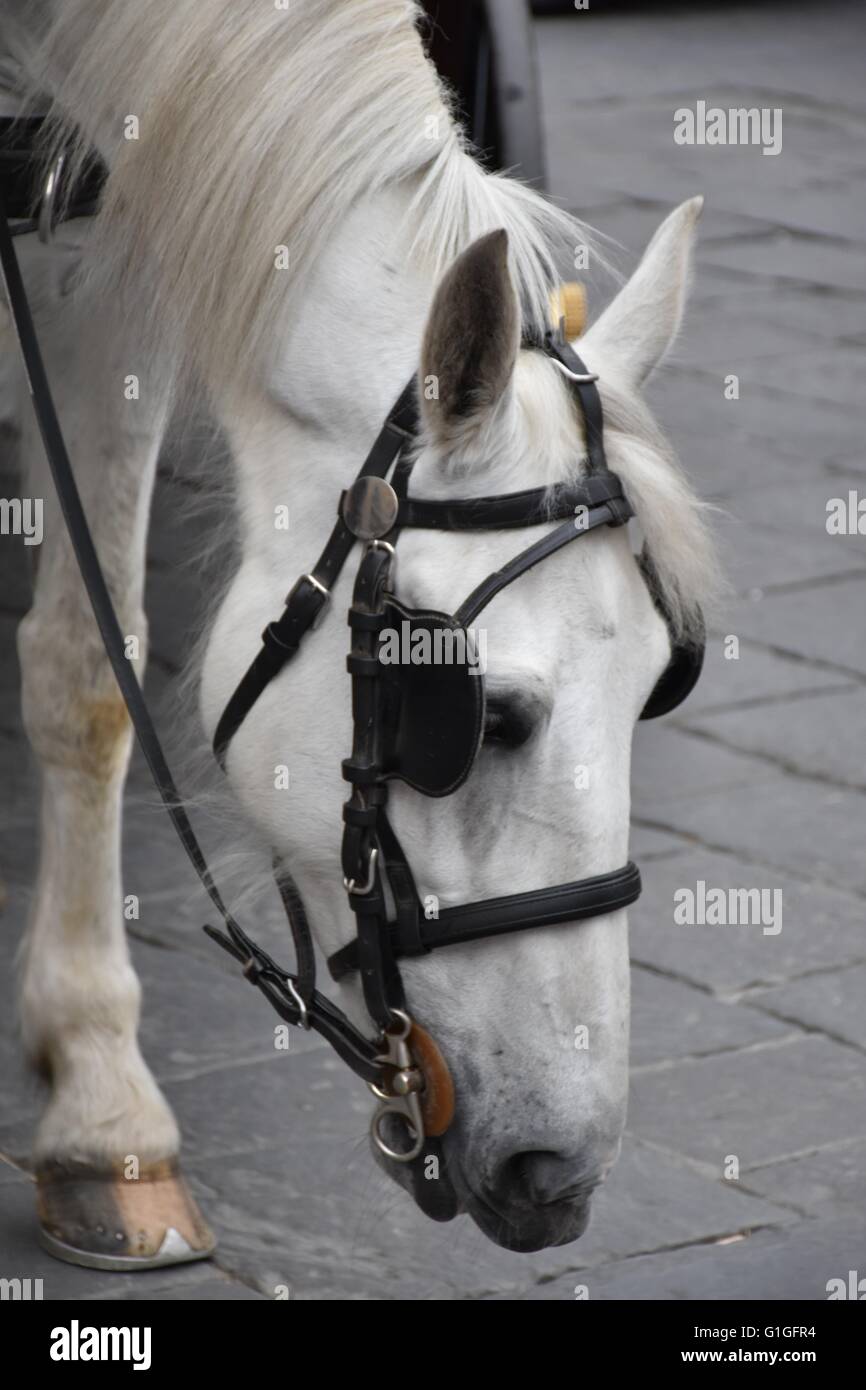 A beautiful white horse attached to a horse drawn carriage Stock Photo